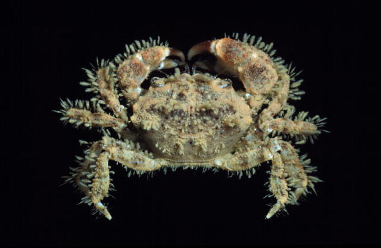 Beaded Hairy Crab viewed from above.