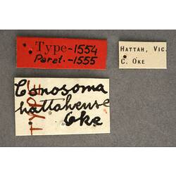 Entomology type specimen labels.