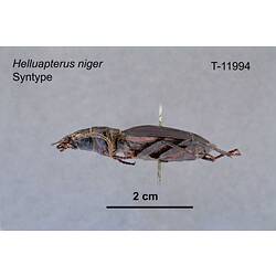 Beetle specimen, lateral view.