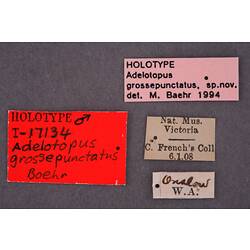 Entomology type specimen labels.