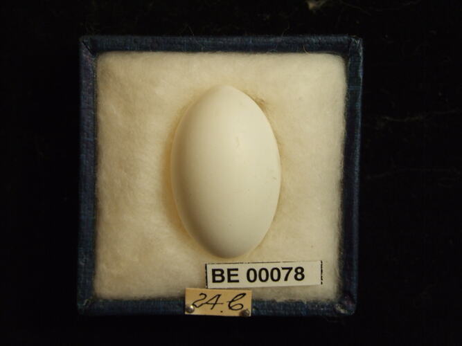 Bird egg with specimen labels in box.