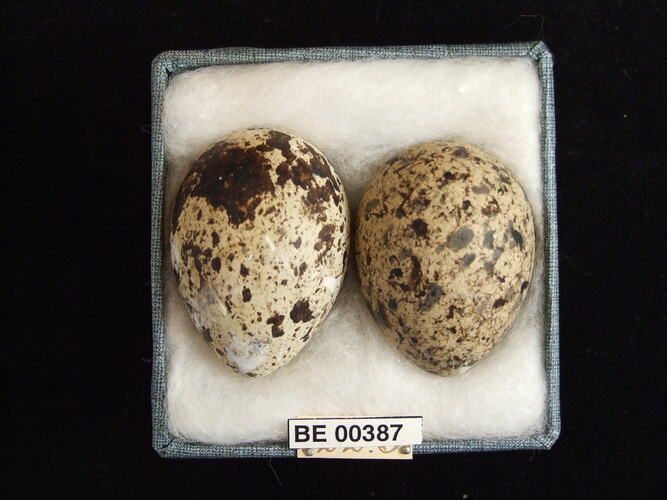 Two bird eggs with specimen labels in box.