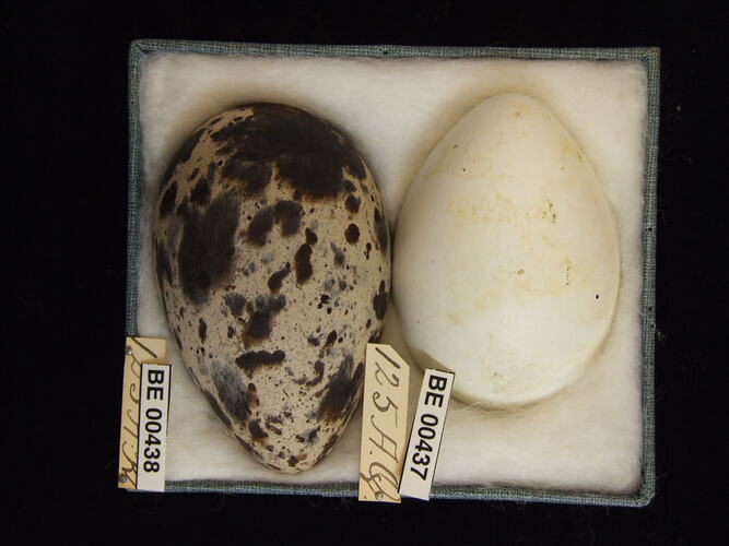 Two bird eggs with specimen labels in box.