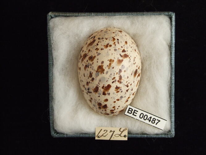 Bird egg with specimen labels in box.