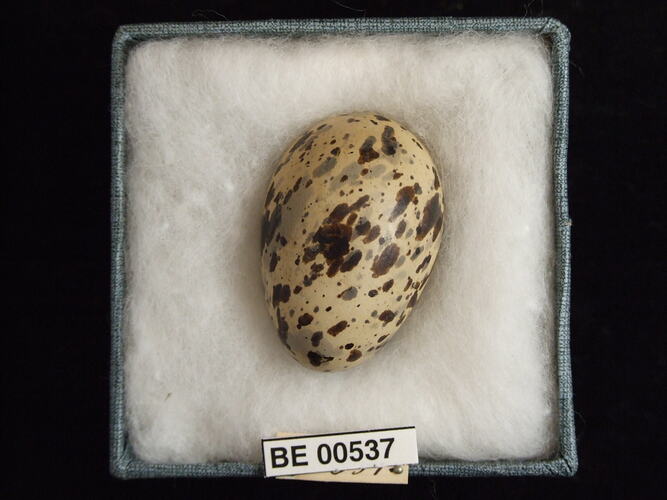 Bird egg with specimen labels in box.