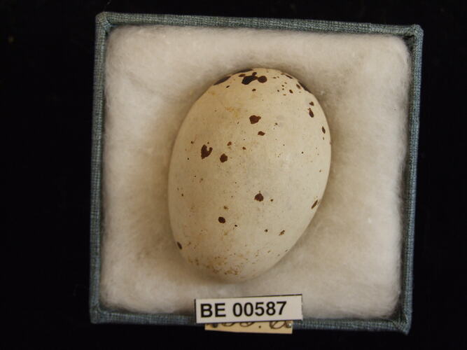 Bird egg with specimen labels in box.