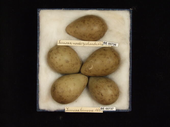 Five bird eggs with specimen labels in box.
