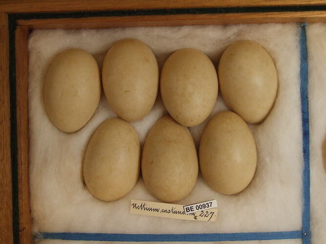 Close up of seven bird eggs in drawer.