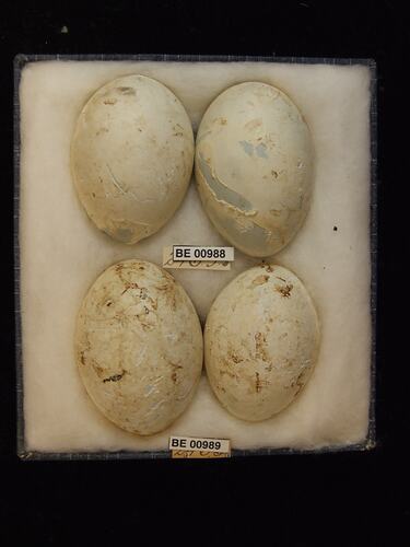 Four bird eggs with specimen labels in box.