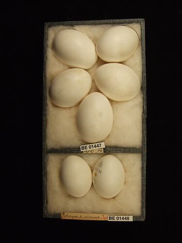 Seven bird eggs with specimen labels in box.