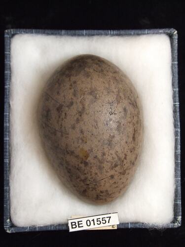 Bird egg with specimen labels in box.