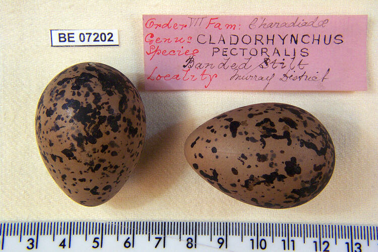 Two bird eggs and specimen labels beside ruler.