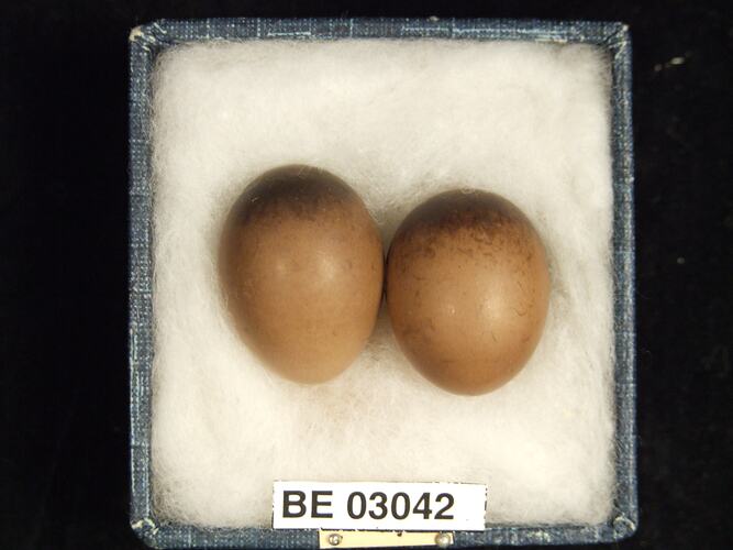 Two bird eggs in box with labels.