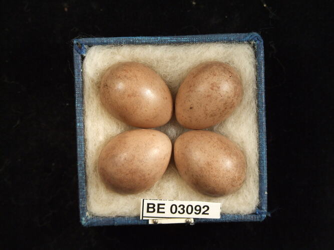 Four bird eggs in box with labels.