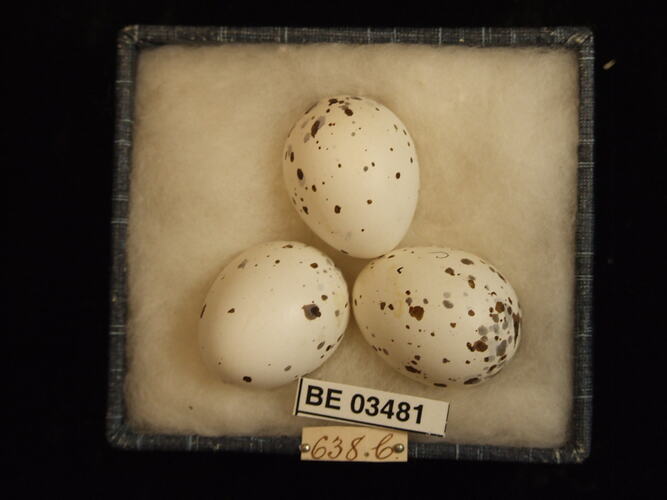 Three bird eggs in box with specimen labels.