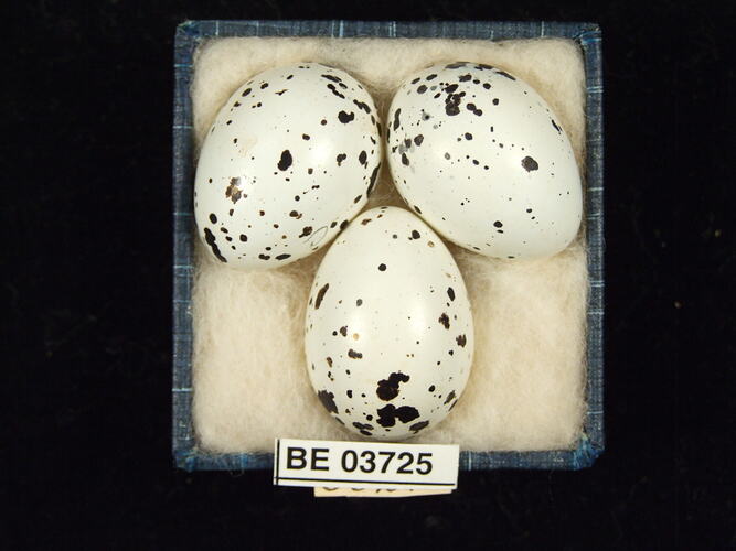 Three bird eggs in box with specimen labels.