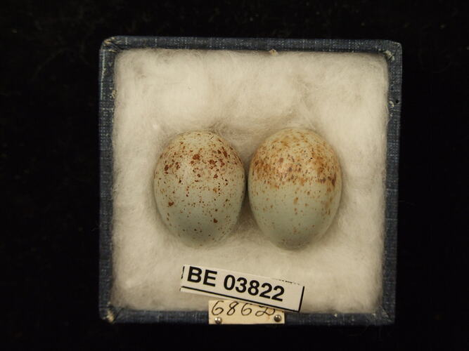 Two bird eggs in box with specimen labels.
