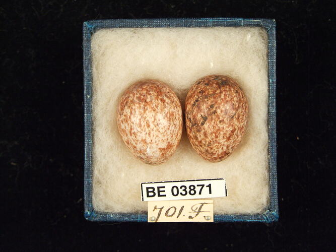 Two bird eggs in box with specimen labels.