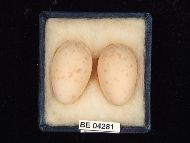 Two bird eggs in box with specimen labels.