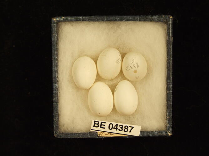 Five bird eggs in box with specimen labels.