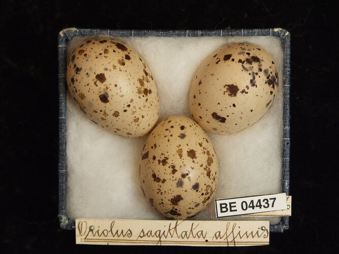 Three bird eggs in box with specimen labels.