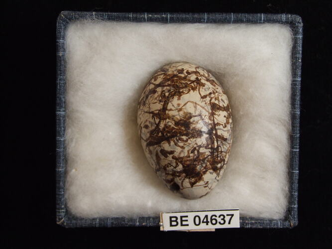Bird egg in box with specimen labels.