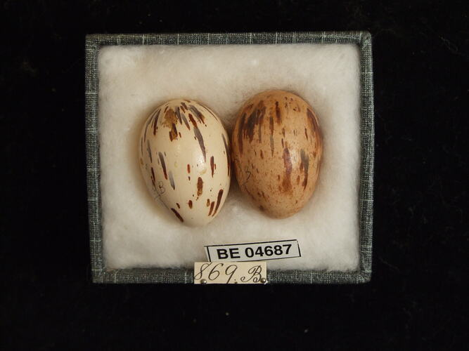 Two bird eggs with specimen labels in box.