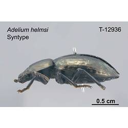 Beetle specimen, lateral view.