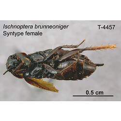 Cockroach specimen, female, ventral view.