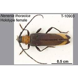 <em>Nenenia thoracica</em> Blackburn, 1897