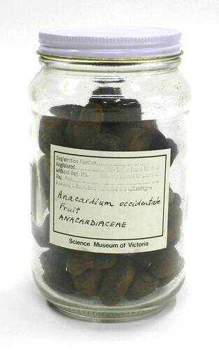 Fruit - Anacardium Occidentale