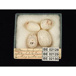 <em>Chrysococcyx basalis</em>