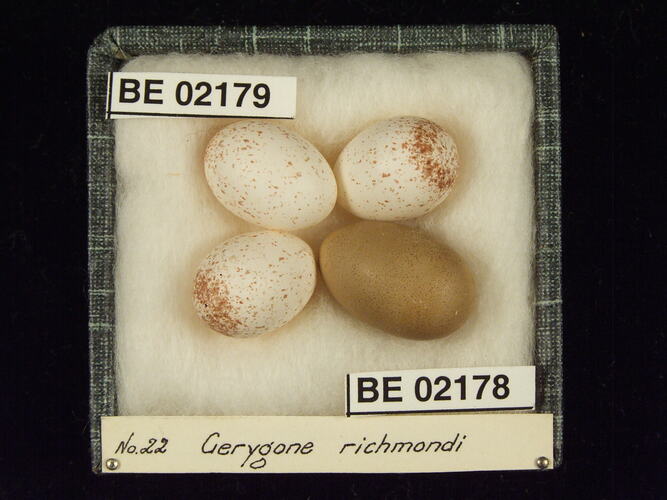 Four bird eggs with specimen labels in box.