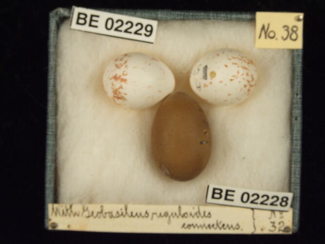 Three bird eggs with specimen labels in box.