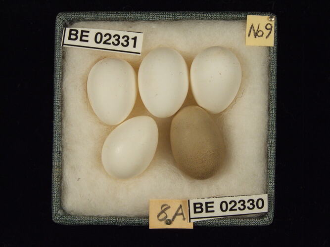 Five bird eggs with specimen labels in box.
