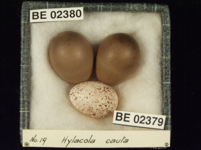 Three bird eggs with specimen labels in box.