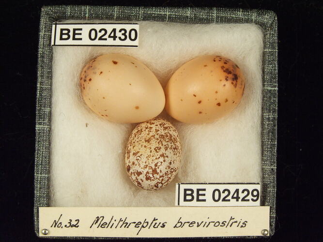 Three bird eggs with specimen labels in box.