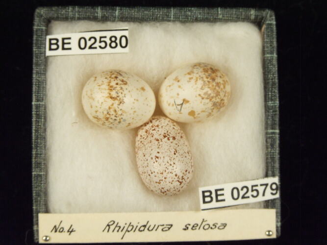 Three bird eggs with specimen labels in box.