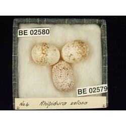 <em>Rhipidura rufiventris isura</em>