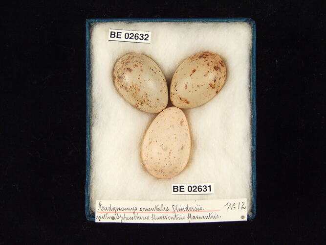 Three bird eggs with specimen labels in box.