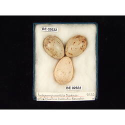 <em>Sphecotheres vieilloti vieilloti</em>