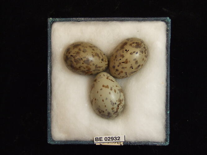Three bird eggs with specimen label in box.