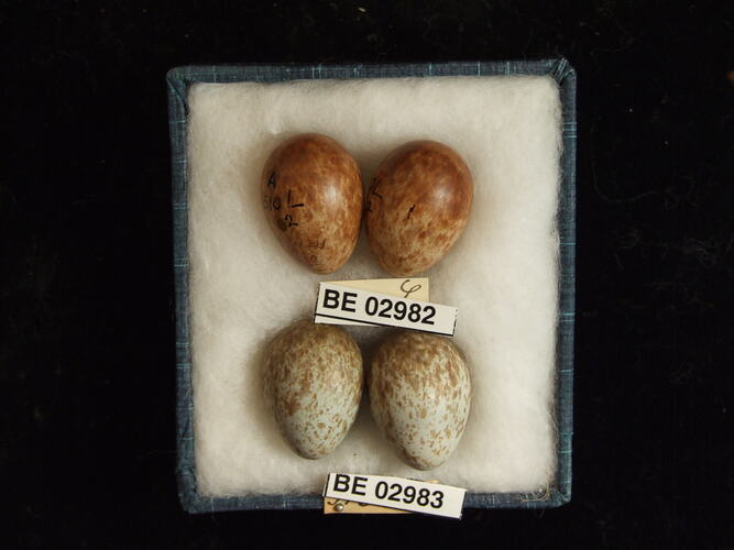 Four bird eggs with specimen labels in box.
