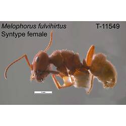 Ant specimen, female, lateral view.
