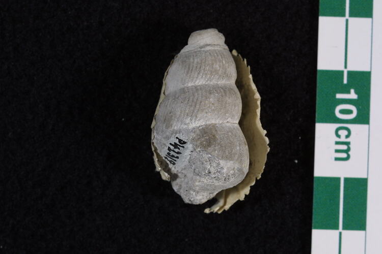 <em>Loxonema australis</em>, fossil gastropod.  Registration no. P 42318.