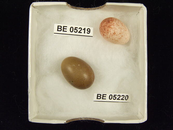 Two bird eggs with specimen label in box.