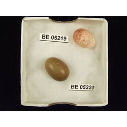 <em>Gerygone magnirostris brunneipectus</em>