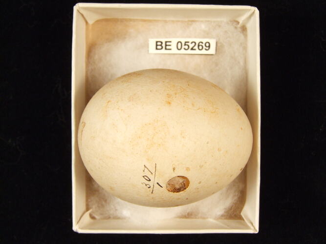 Bird egg with specimen label in box.