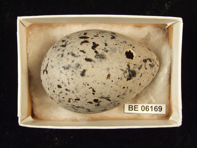 Bird egg with specimen label in box.