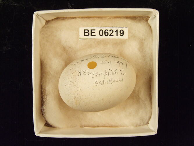 Bird egg with specimen label in box.